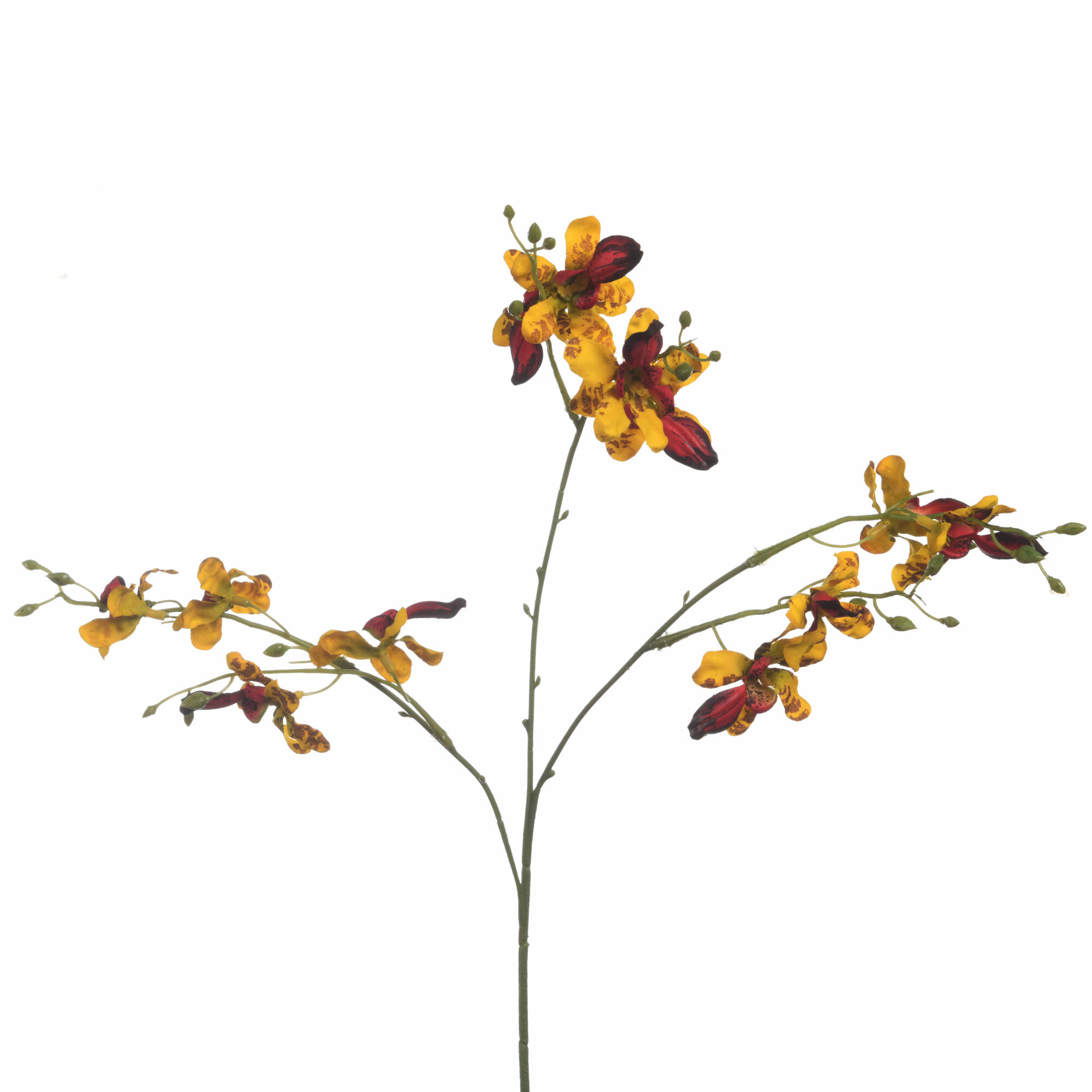 Orchid Oncidium - Yellow