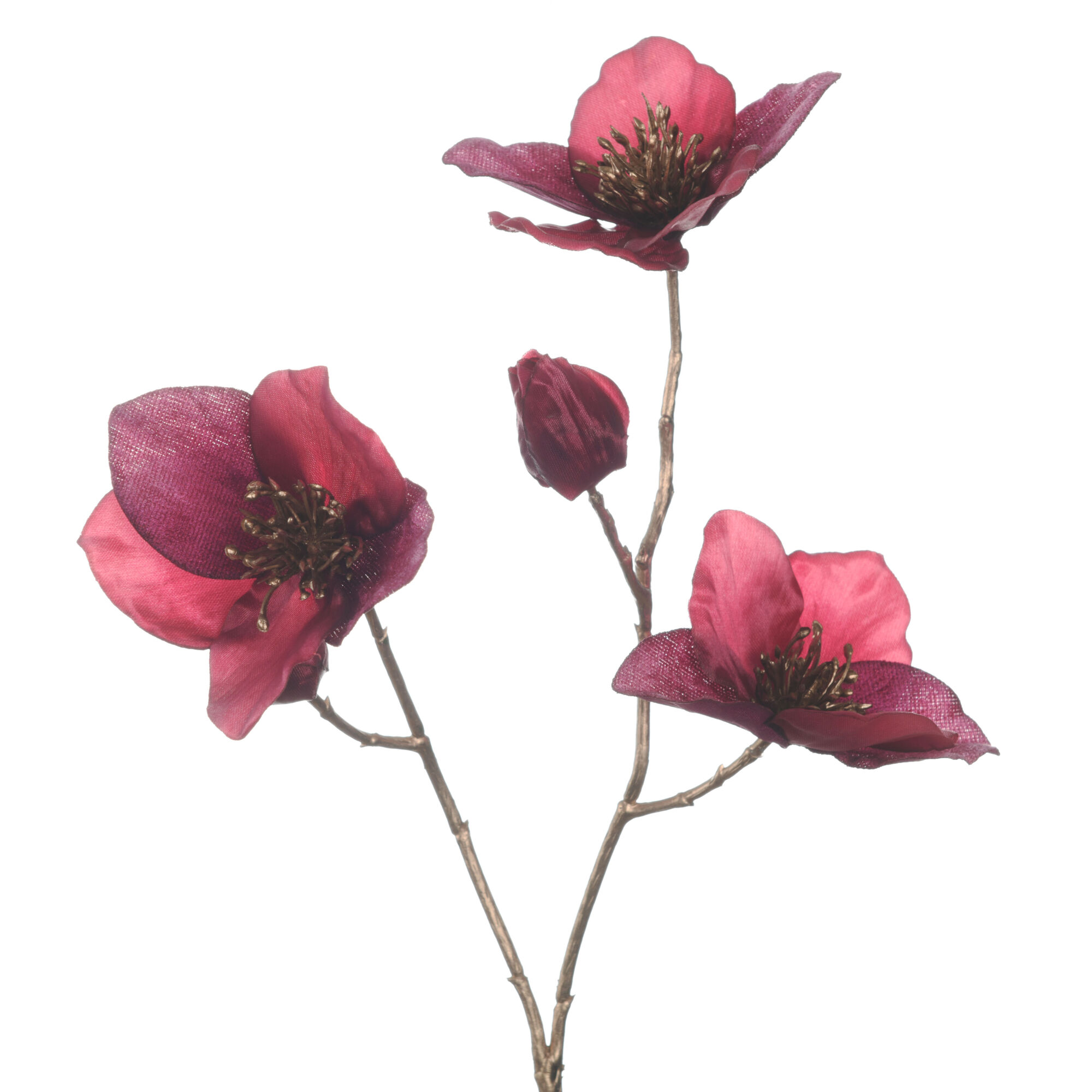 Helleborus x3 Magenta
