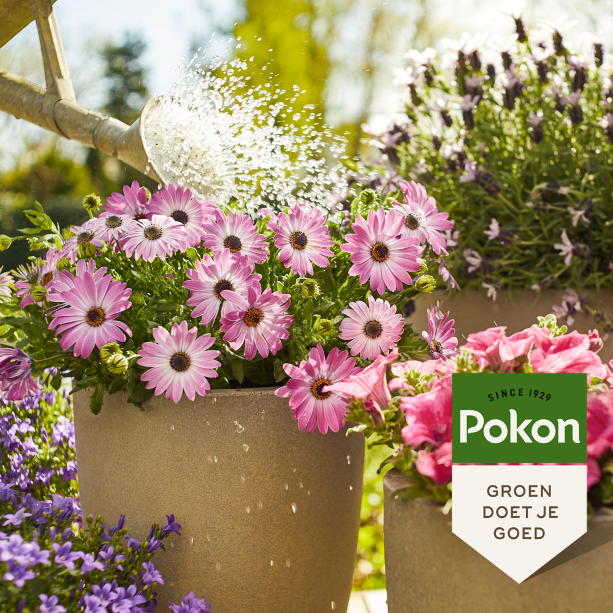 Pokon Terras & Balkon