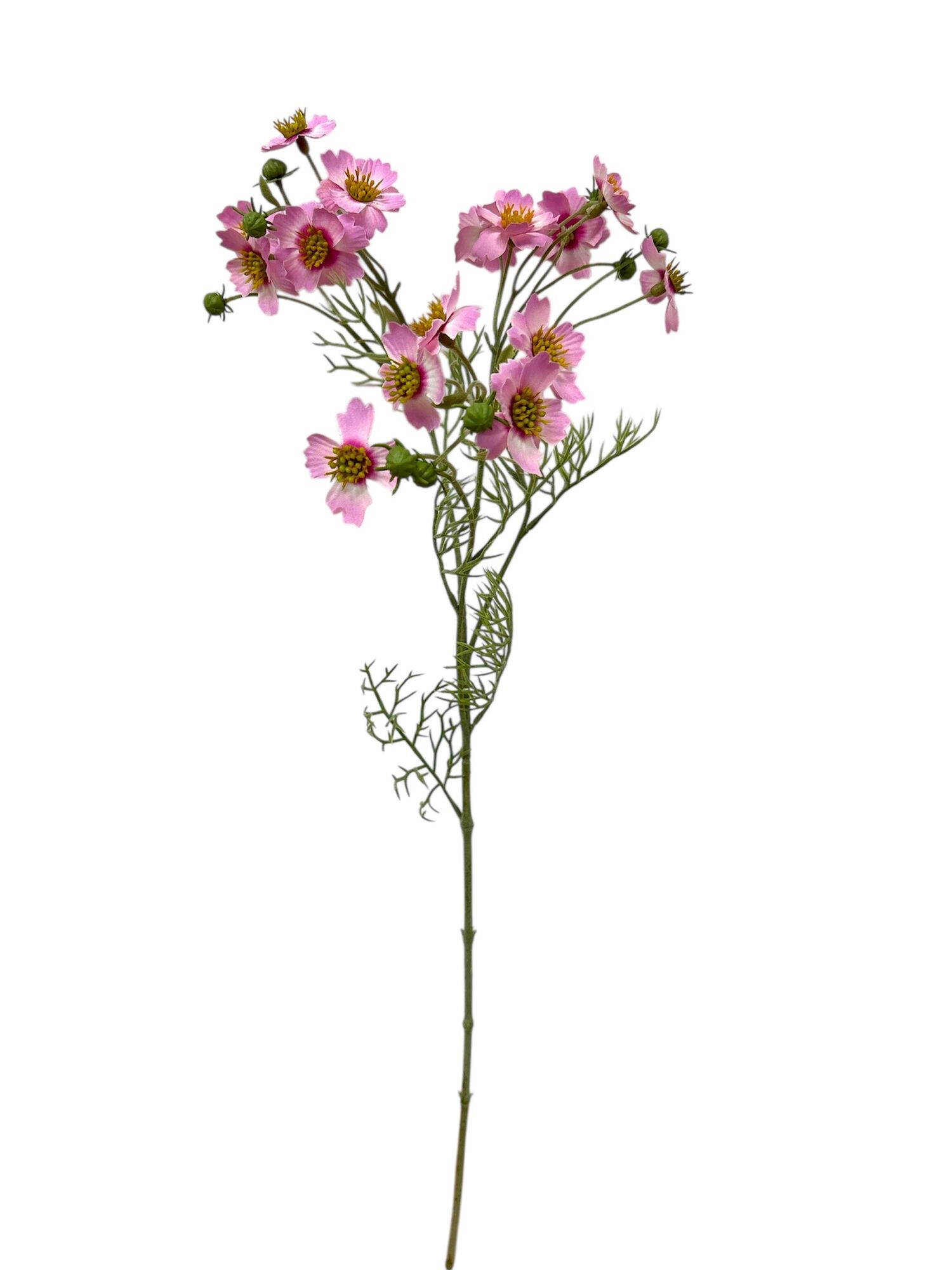 Cosmos Caudatus - pink