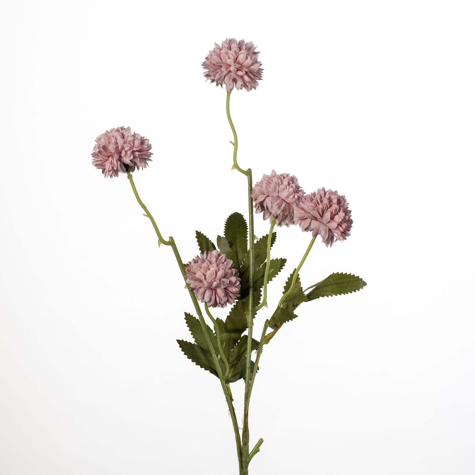 Gompy spray x5 old pink