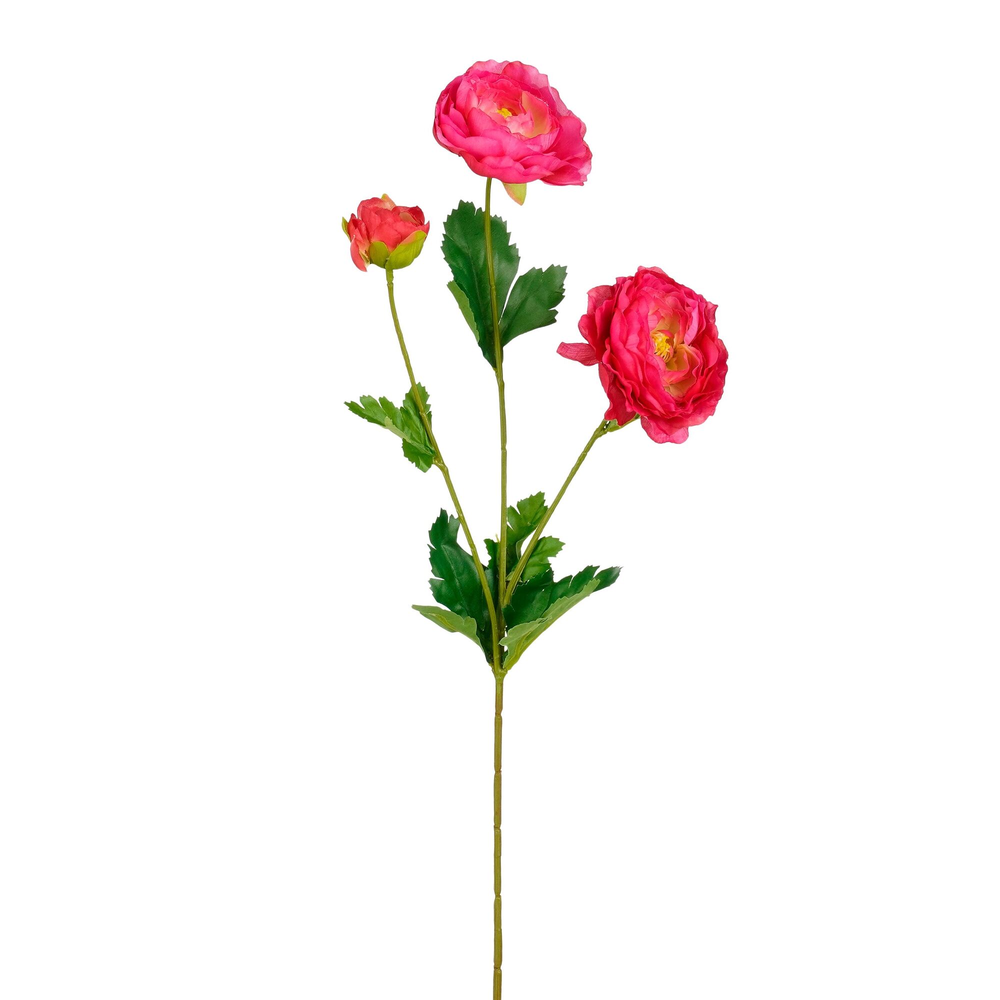 Ranunculus fuchsia