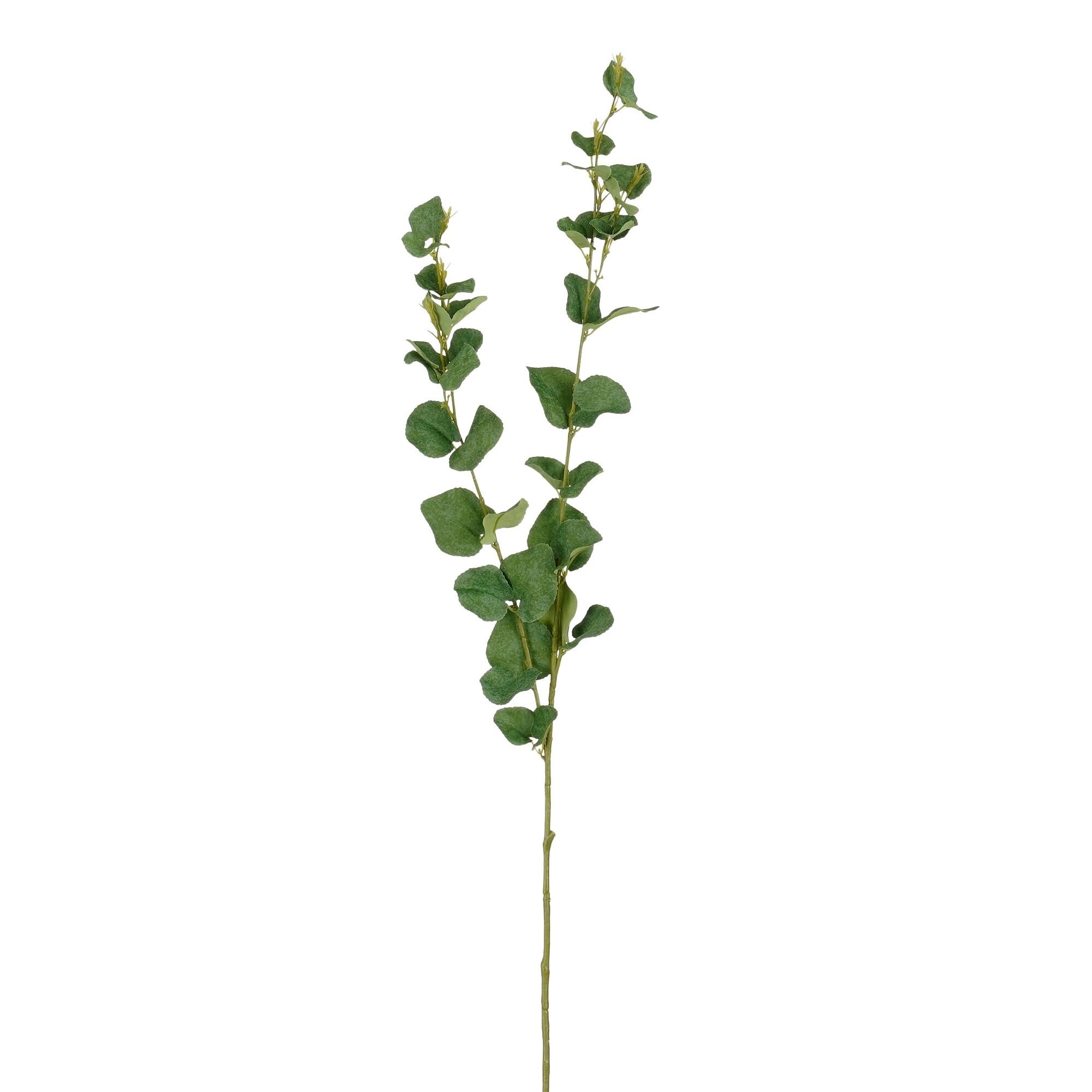 Eucalyptus groen