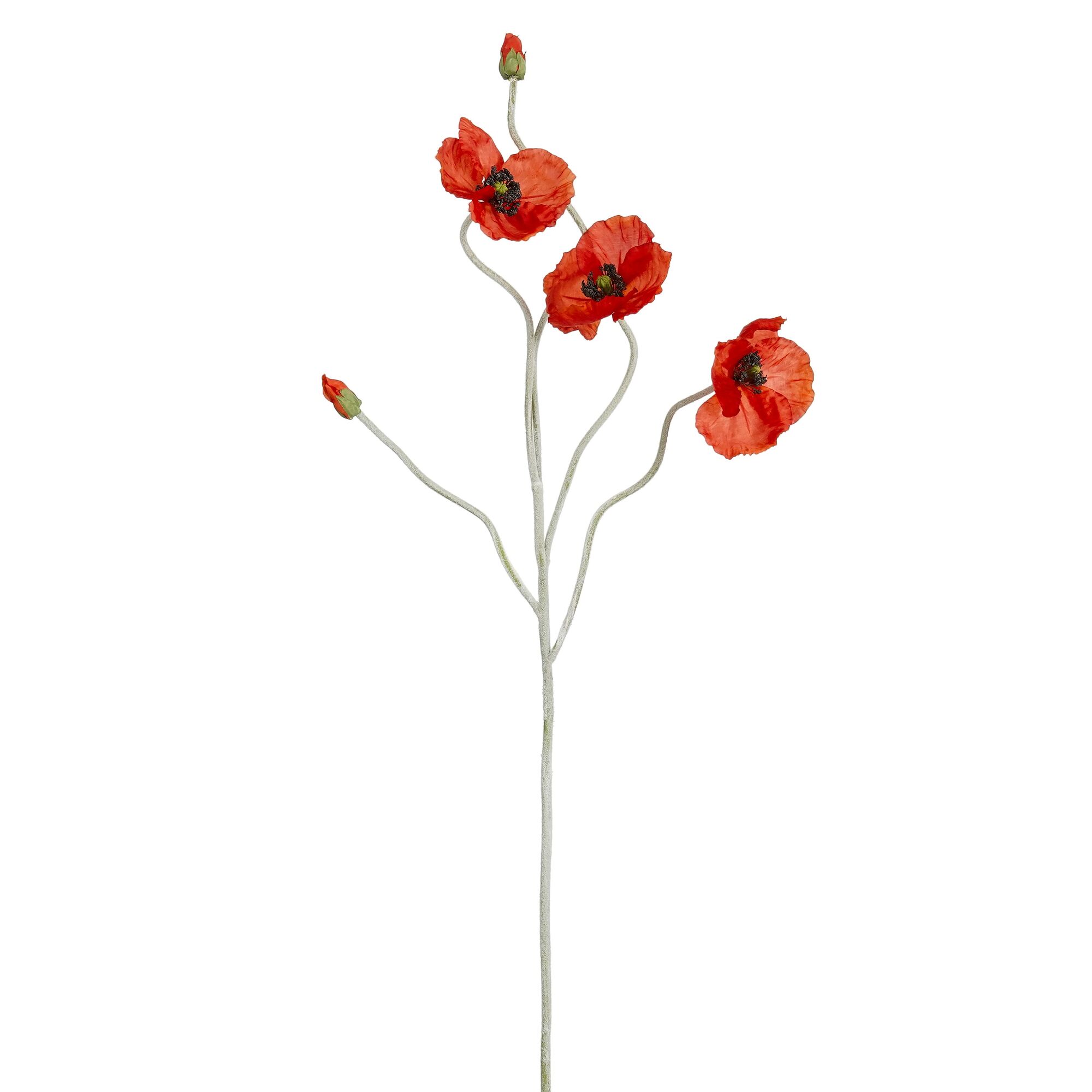 Klaproos rood