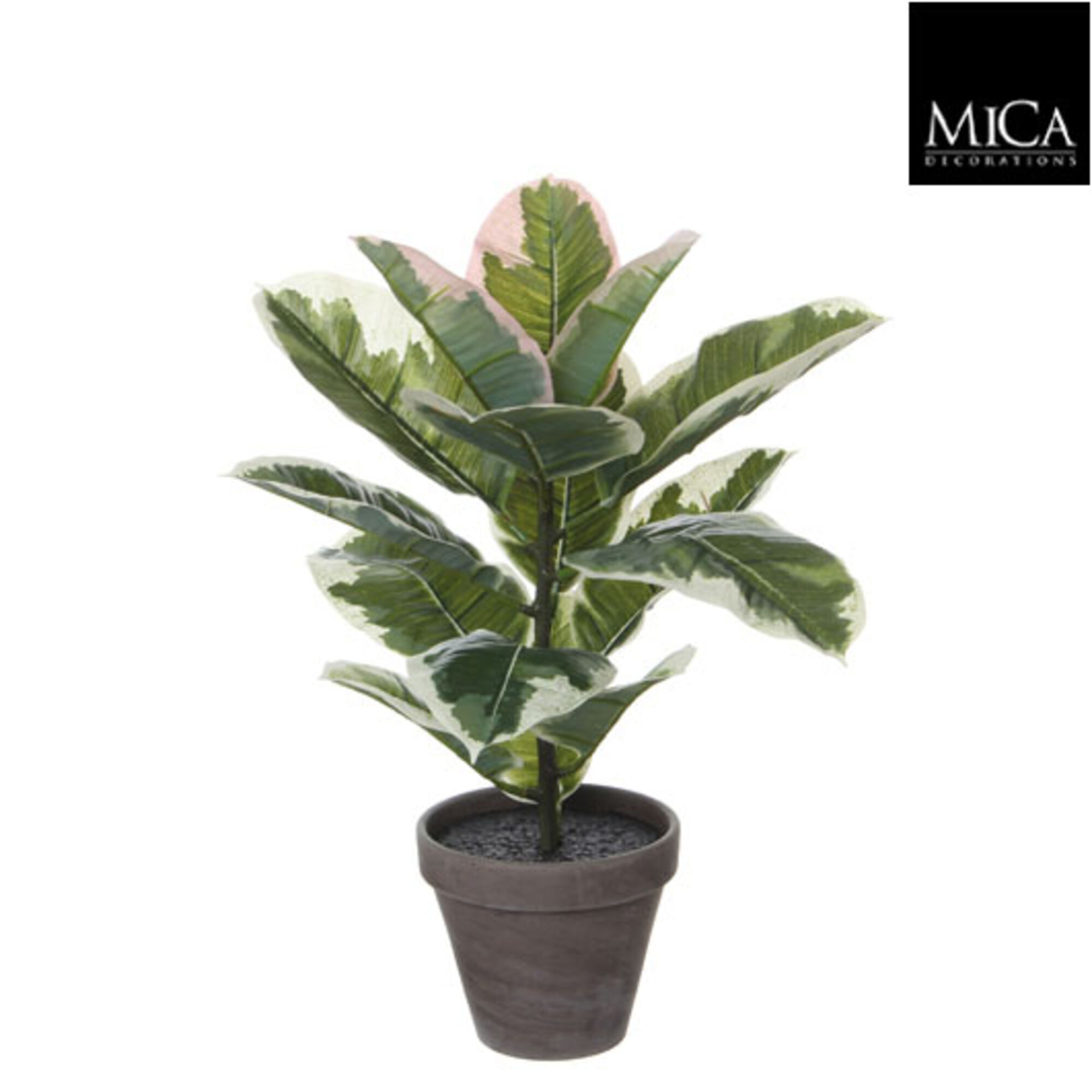 Rubberplant groen bont in pot Stan grijs d13,5cm