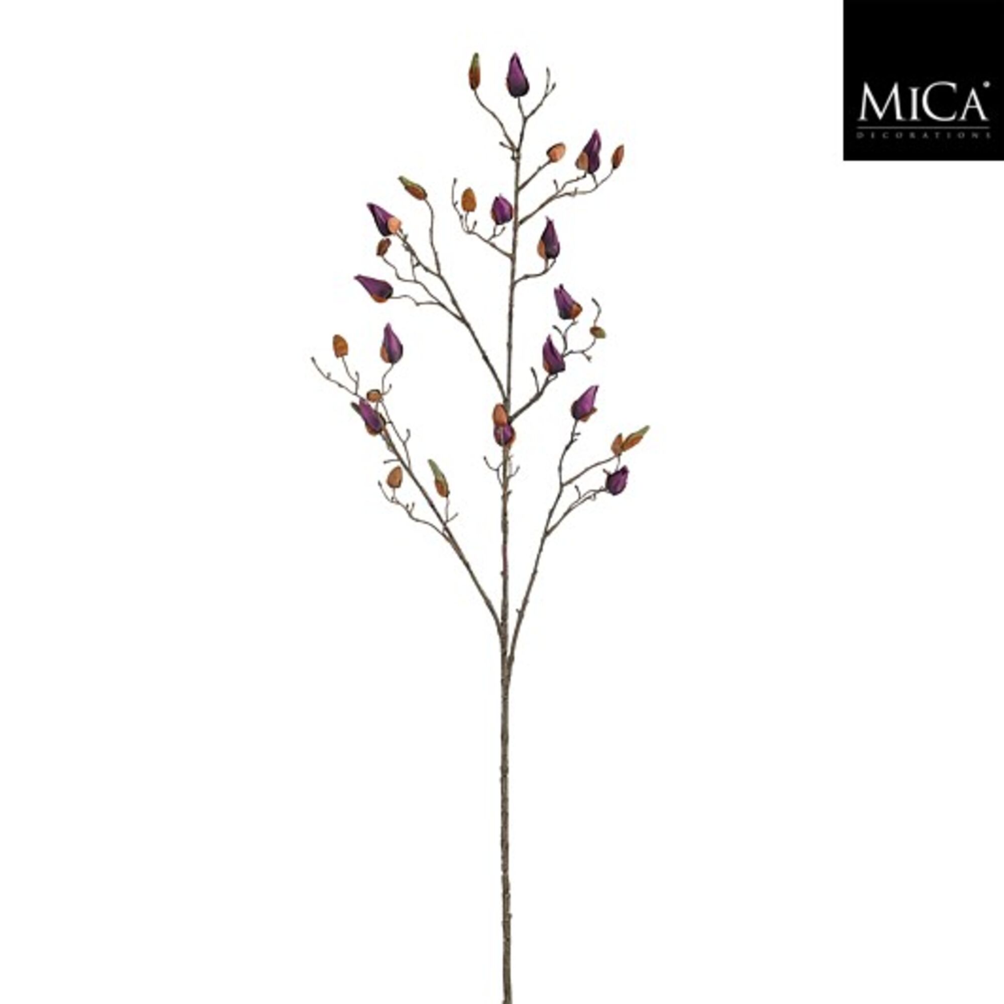 Magnolia d.paars