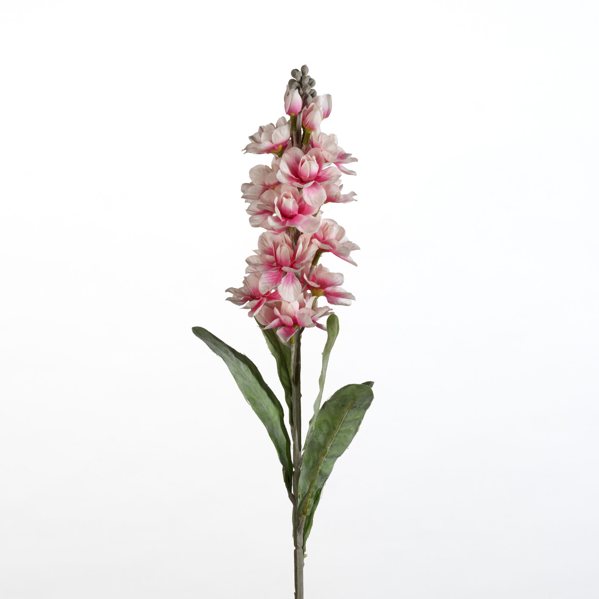 Matthiola - pink