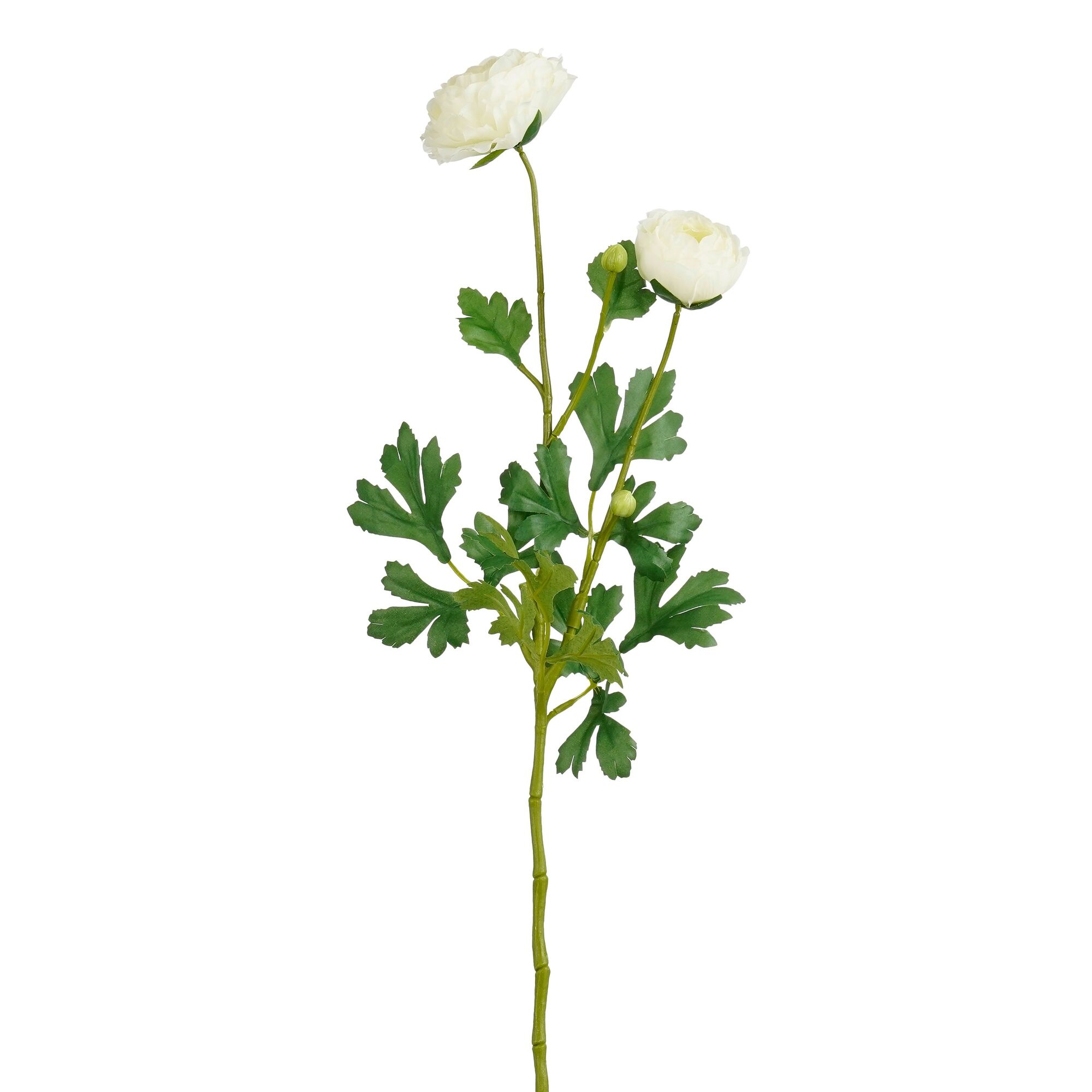 Ranunculus creme