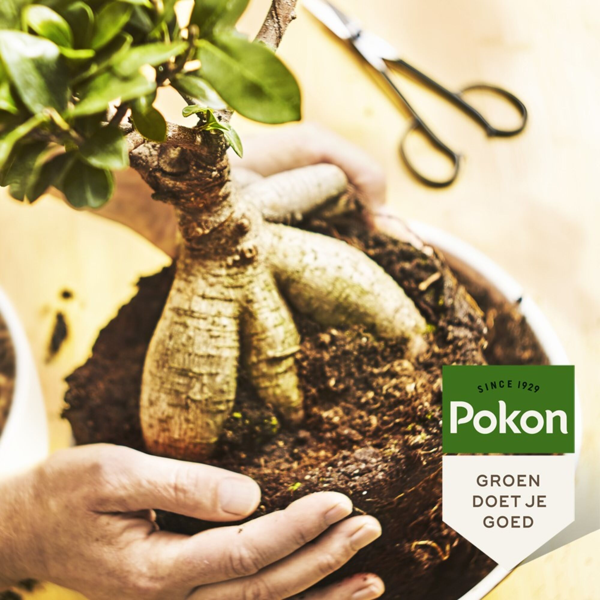Pokon Bonsai